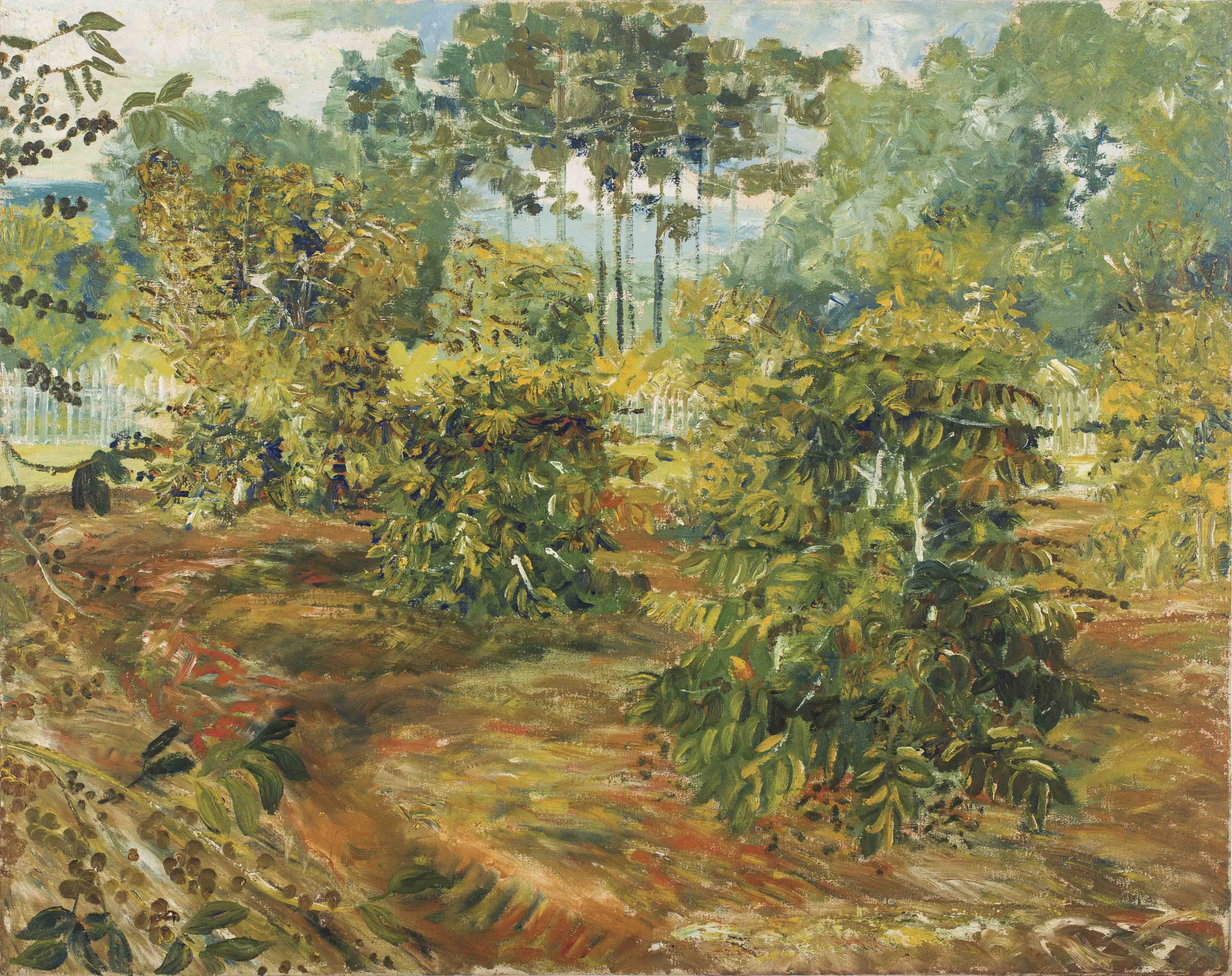 Cafezal, 1962