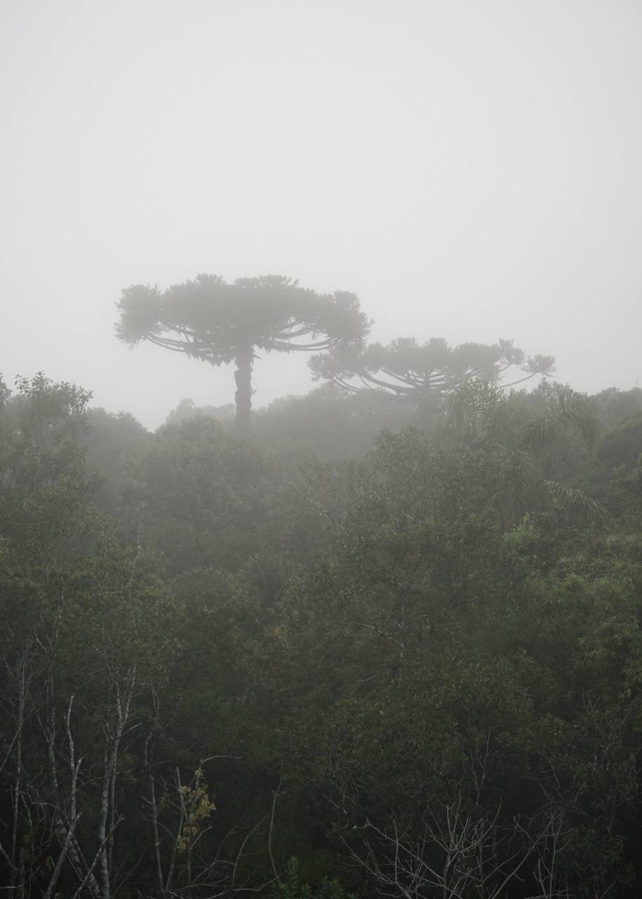 Sem Título, série Paisagens Interiores, 2021