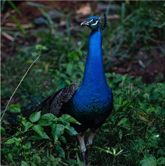 O pavão azul, 2020