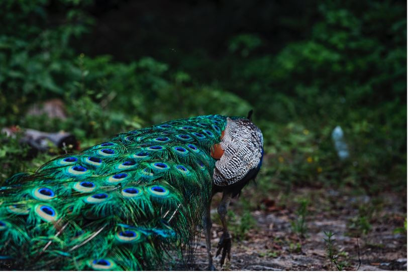 Pavão, com cauda abaixada, 2020