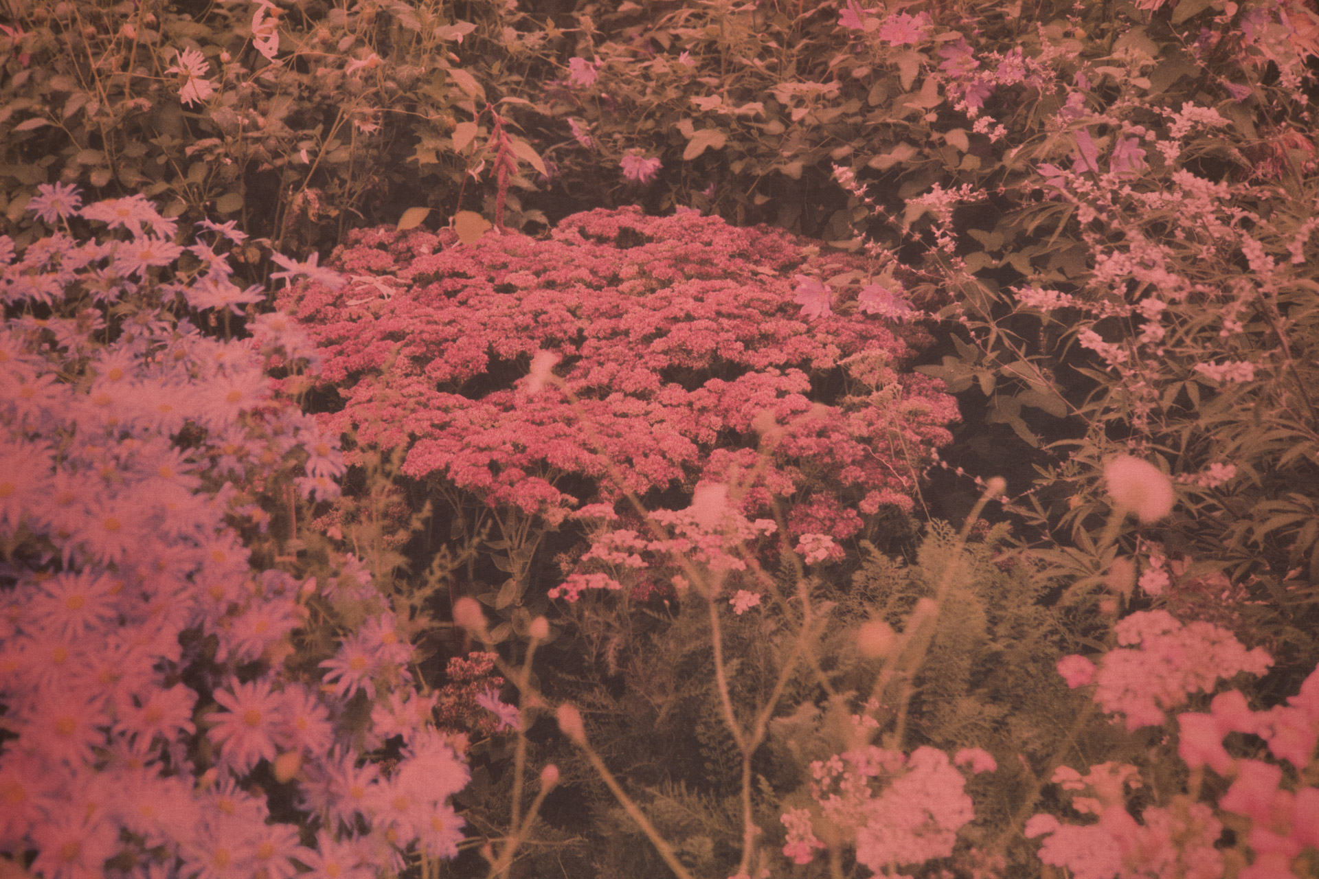 Corpo de pedra (Figueira), 2025