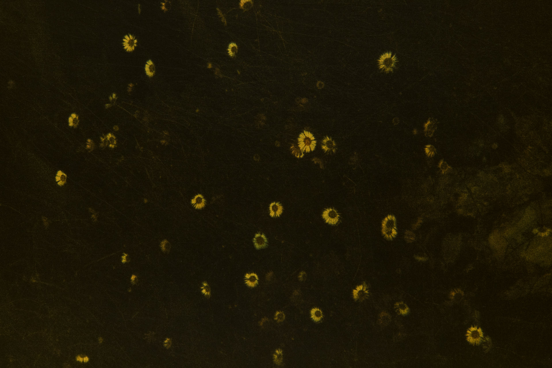 Peixe saindo da cesta e Jasmin noite, 2025